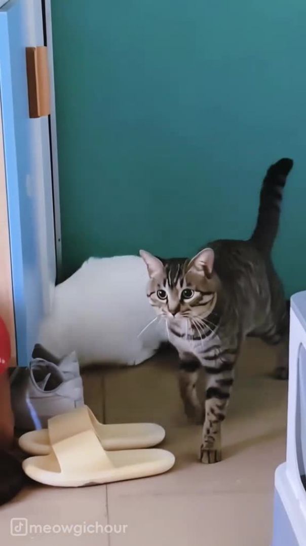 Катэ