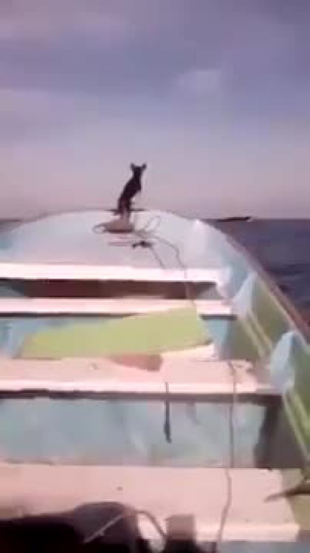 Собака Путешественница