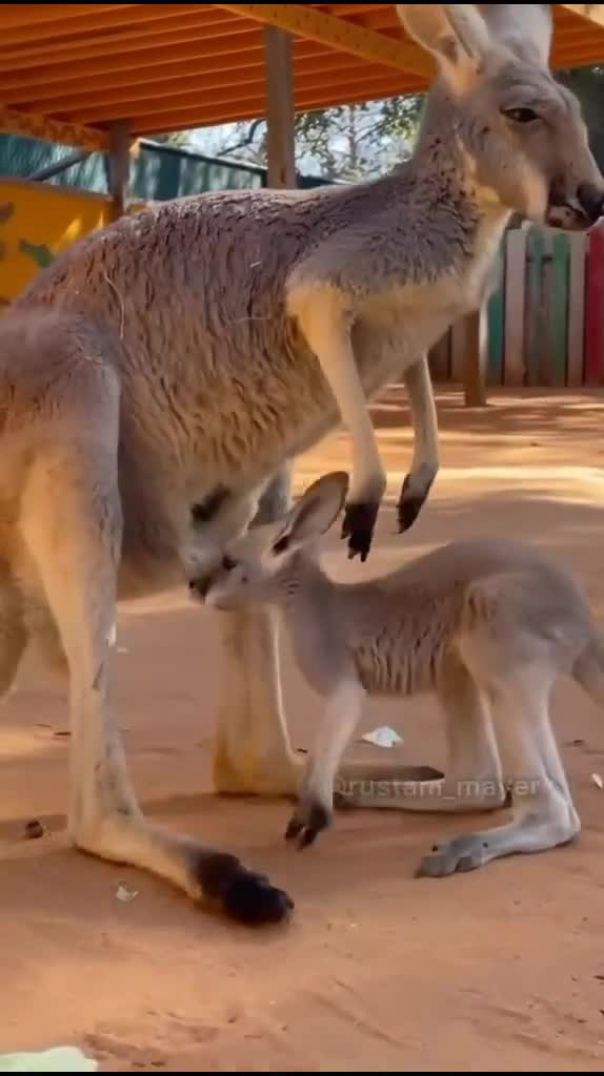 Джавид кенгуру