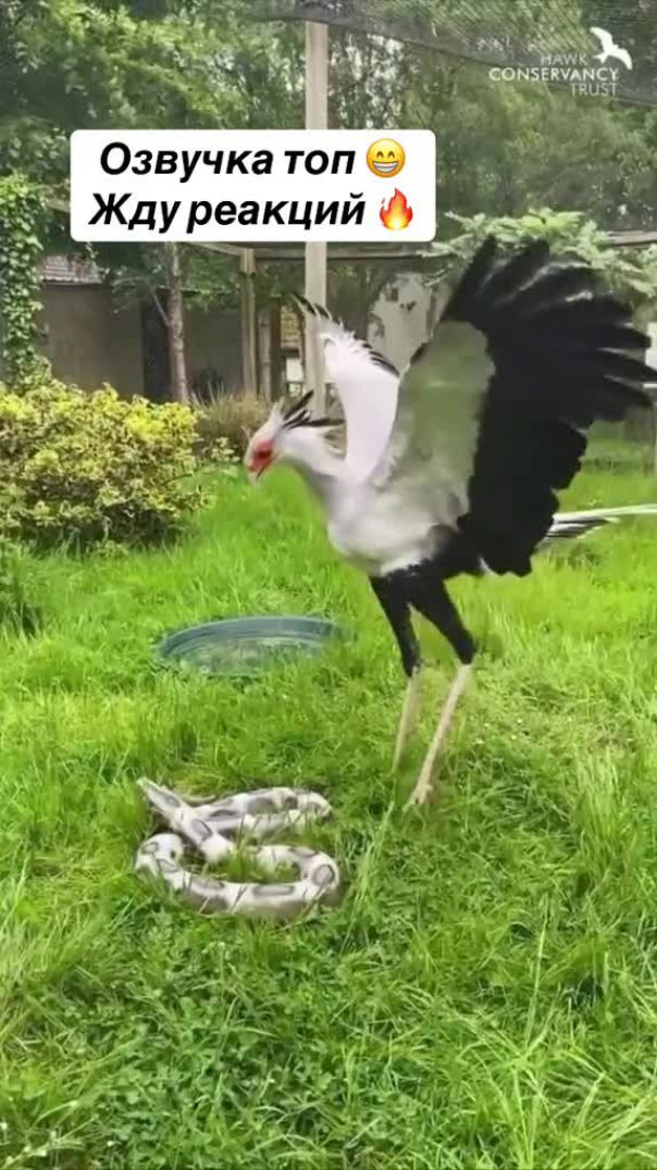 Очковый кобра